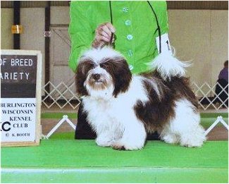 GCh.Prairiwinds N Lordocs Expresso (Coco)