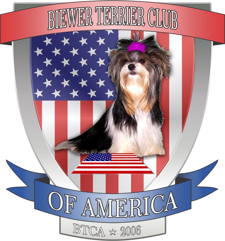 kennel club havanese about us havanese puppies ft myers fl lordocs kennel club havanese about us havanese puppies ft myers fl lordocs