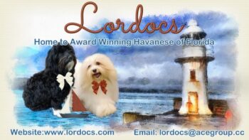 Lordocs Havanese Punta Gorda FL LinkBack Banner