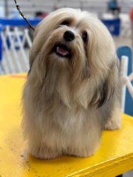 Available Havanese puppies FL