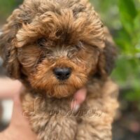 Available Havanese puppies FL