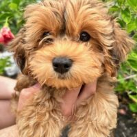 Available Havanese puppies FL