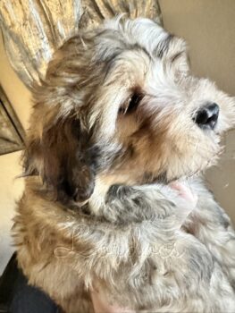 Available Havanese puppies FL