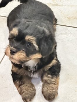Available Havanese puppies FL