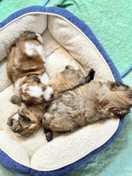 Available Havanese puppies FL