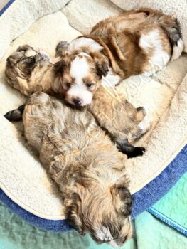 Available Havanese puppies FL