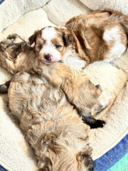 Available Havanese puppies FL