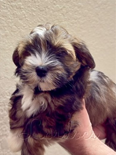 Available Havanese puppies FL
