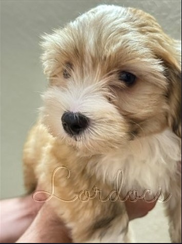 Available Havanese puppies FL