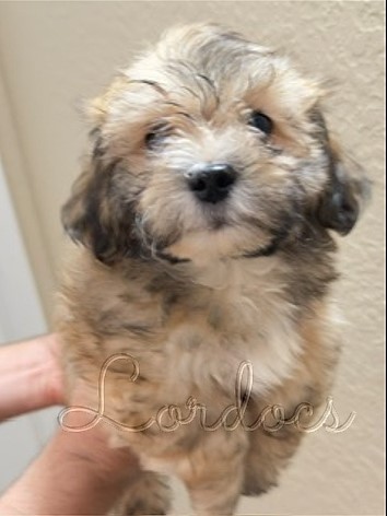 Available Havanese puppies FL