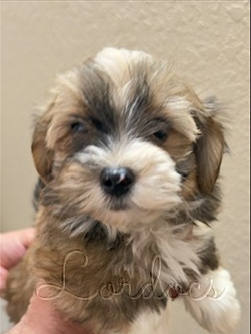 Available Havanese puppies FL
