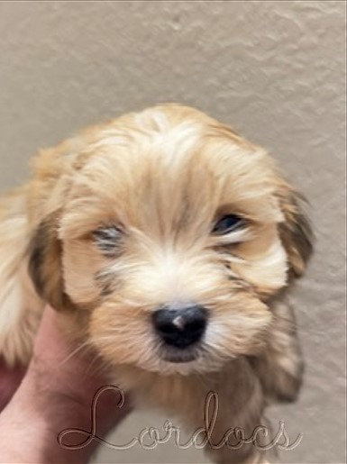 Available Havanese puppies FL