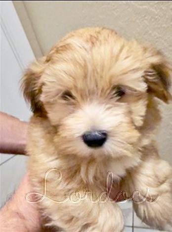 Available Havanese puppies FL